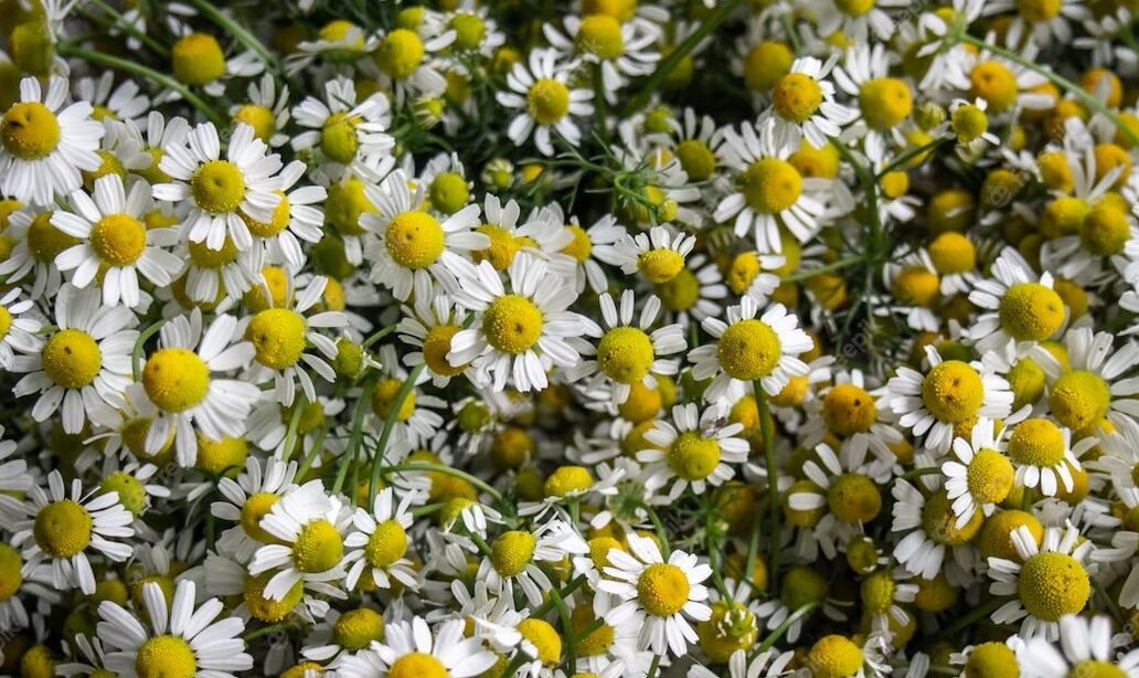 Chamomile stimulates blood circulation, helping to remove wrinkles