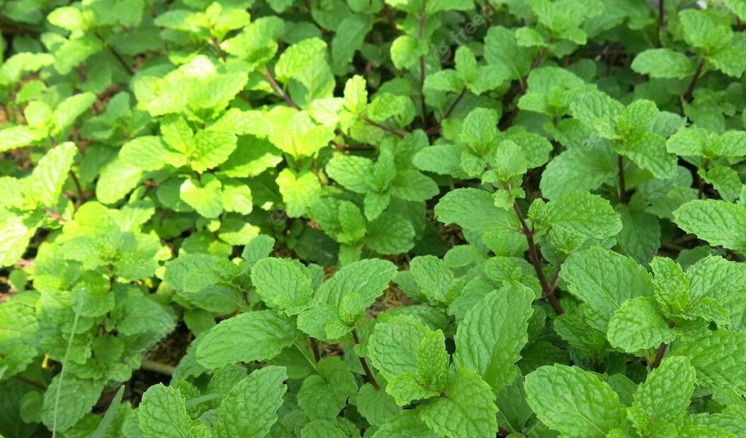 Mint has a rejuvenating effect thanks to arginine in its composition