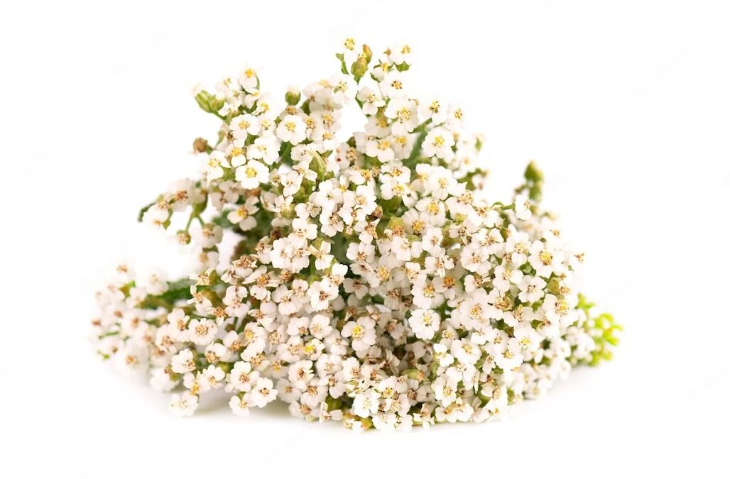 White yarrow cleanses, nourishes and soothes the skin, making it fresher, smoother and softer